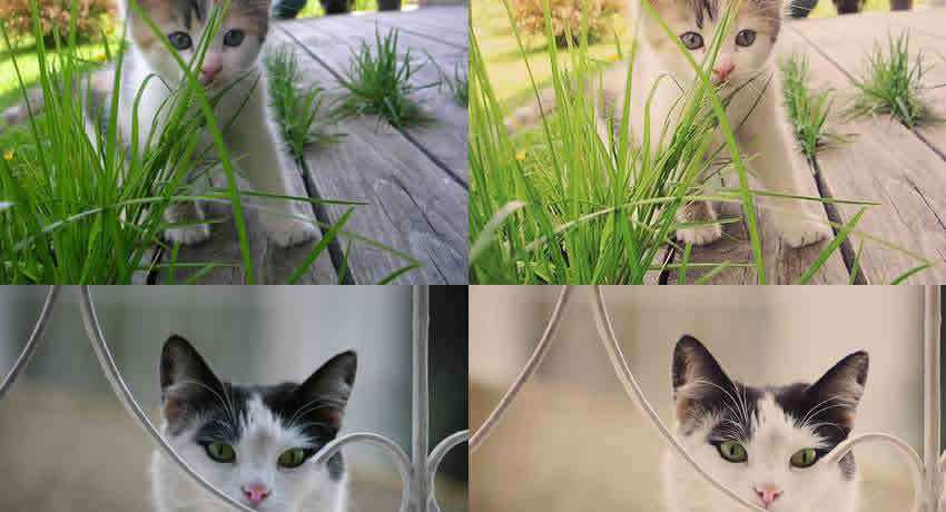 Creamy Photoshop Actions