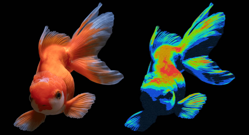 Heatmap Photoshop Action